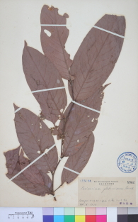 Specimen thumbnail